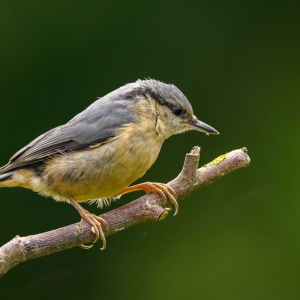 Redwell   11 06 2017   D3s (5 Of 44).jpg